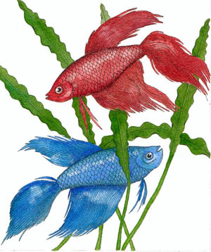 Siamese Fighting Fish